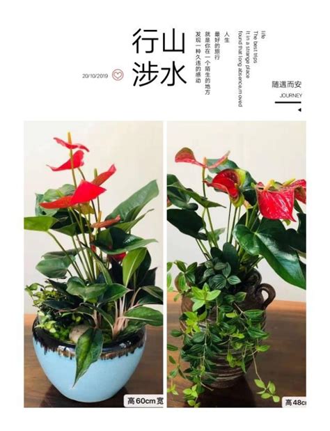 適合陰暗的植物|12種室內陰暗角落都能生存的植物